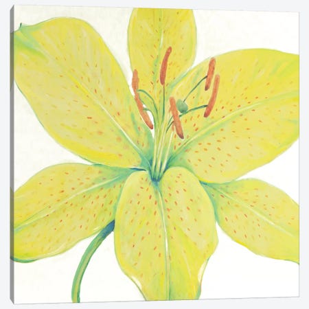 Citron Tiger Lily I Canvas Print #TOT452} by Tim OToole Canvas Wall Art