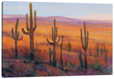 Desert Light I Canvas Art Print - Succulent Art