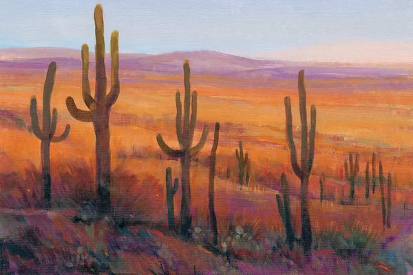 Succulents: Desert Light I by Tim O'Toole