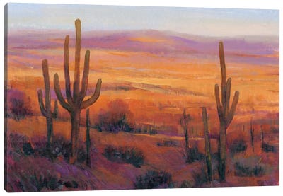Desert Light II Canvas Art Print - Succulent Art