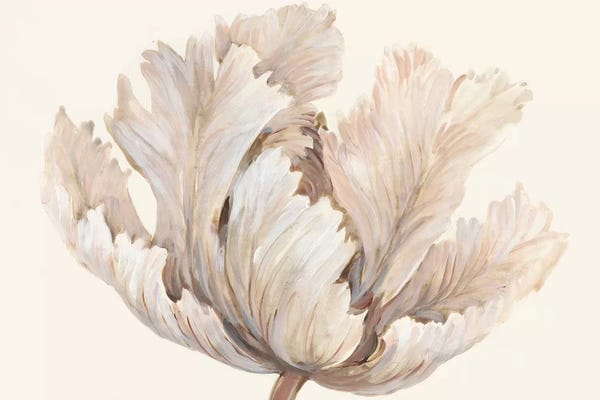 Floral Close-Ups: Monochromatic Tulip I by Tim O'Toole