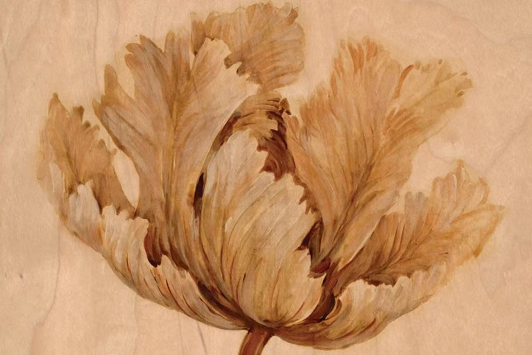 Sepia Tulip on Birch I