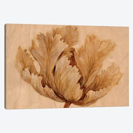 Sepia Tulip on Birch I Canvas Print #TOT472} by Tim OToole Canvas Wall Art