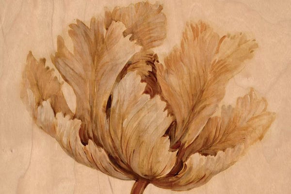 Floral Close-Ups: Sepia Tulip on Birch I by Tim O'Toole