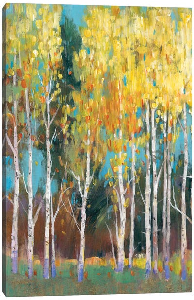 Aspen Grove II Canvas Art Print - Tim O'Toole