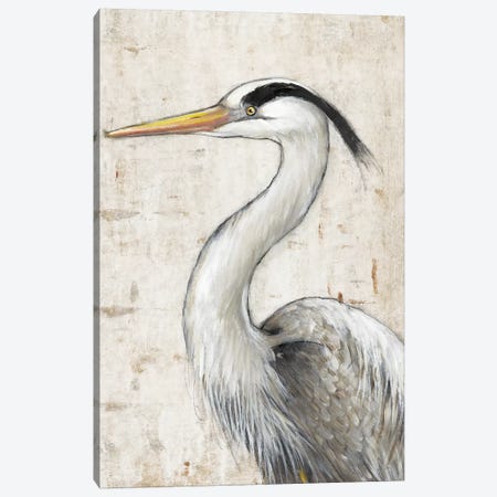 Grey Heron II Canvas Print #TOT586} by Tim OToole Canvas Art Print