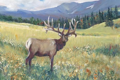 Rocky Mountain Elk I by Tim O'Toole framed wall art