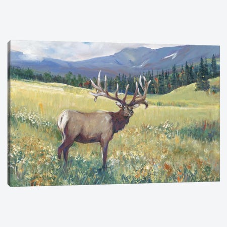 Rocky Mountain Elk I Canvas Print #TOT599} by Tim OToole Canvas Print