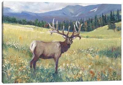 Rocky Mountain Elk I Canvas Art Print - Elk Art