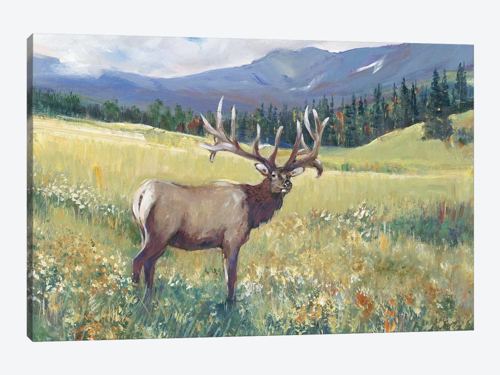 Rocky Mountain Elk I by Tim OToole 1-piece Art Print