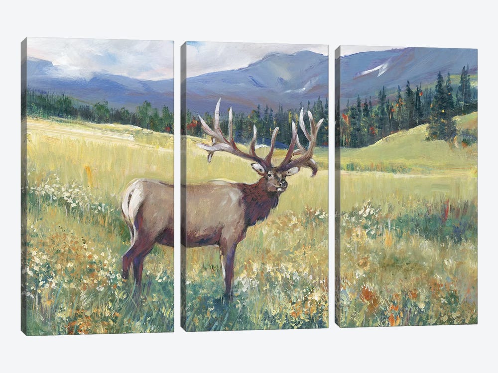 Rocky Mountain Elk I by Tim OToole 3-piece Art Print