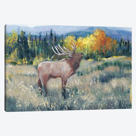 Rocky Mountain Elk II Canvas Print #TOT600} by Tim OToole Canvas Print