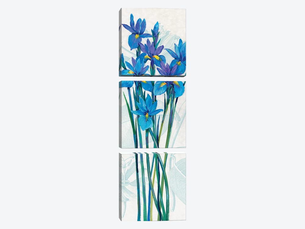 Blue Iris Panel I by Tim OToole 3-piece Canvas Print