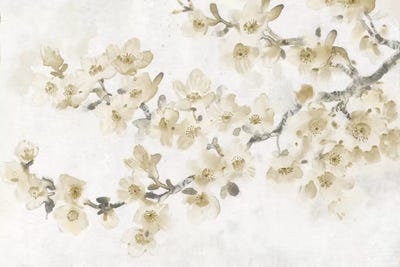 Neutral Cherry Blossom Composition I by Tim O'Toole canvas print