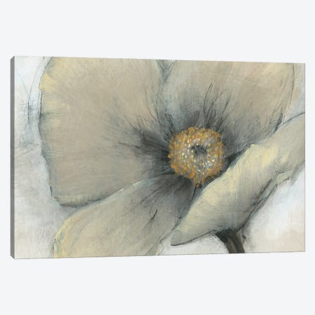 Single Cream Bloom I Canvas Print #TOT701} by Tim OToole Canvas Art