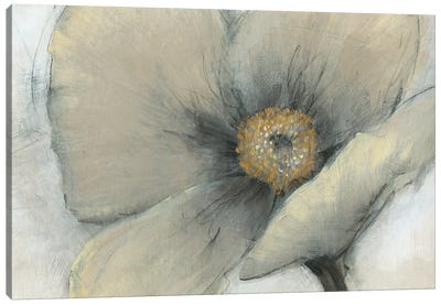Single Cream Bloom I Canvas Art Print - Tim O'Toole