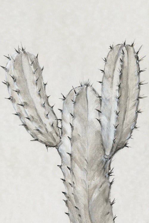 Cactus Study II by Tim OToole wall art