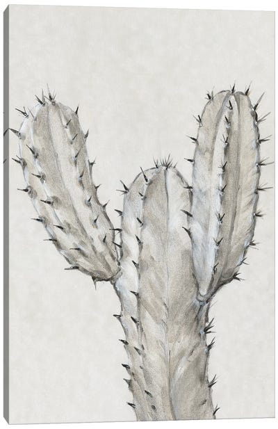 Cactus Study II Canvas Art Print - Tim O'Toole