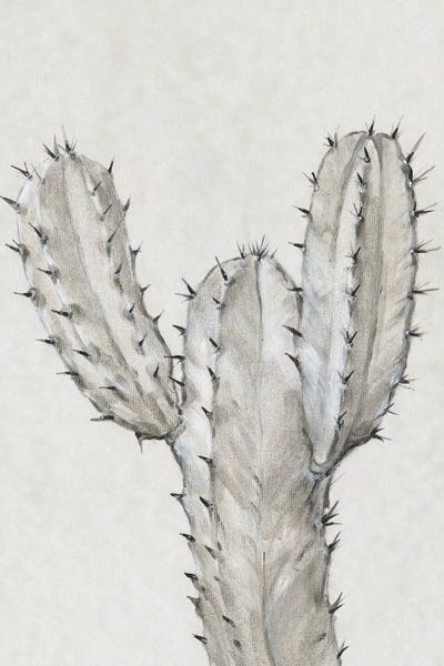 Succulents: Cactus Study II by Tim O'Toole