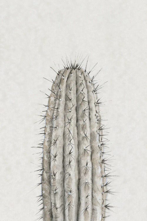 Cactus Study III