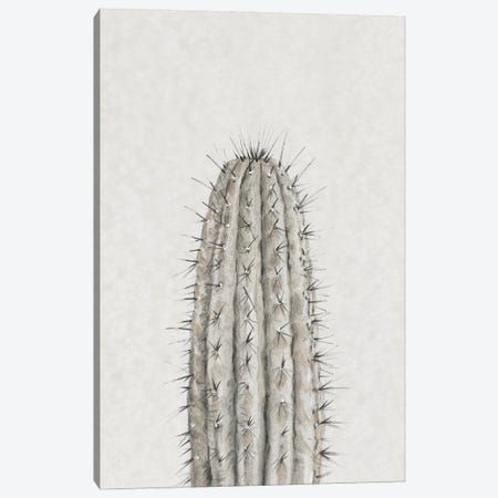 Cactus Study III Canvas Print #TOT734} by Tim OToole Canvas Wall Art