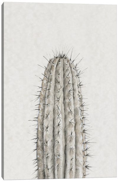 Cactus Study III Canvas Art Print - Tim O'Toole