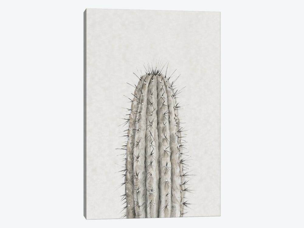 Cactus Study III by Tim OToole 1-piece Canvas Art Print