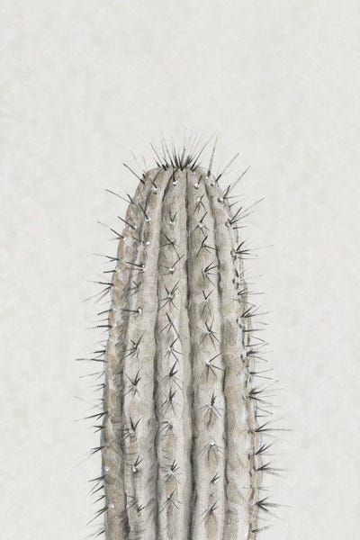 Succulents: Cactus Study III by Tim O'Toole