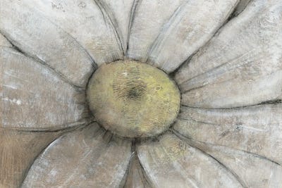 Close-Up Daisy II by Tim O'Toole canvas print