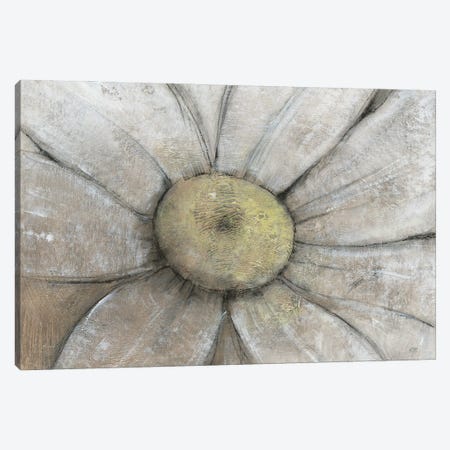 Close-Up Daisy II Canvas Print #TOT737} by Tim OToole Canvas Wall Art