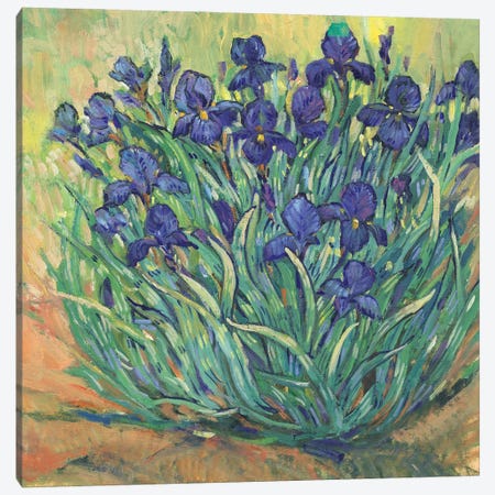 Irises in Bloom I Canvas Print #TOT797} by Tim OToole Canvas Art