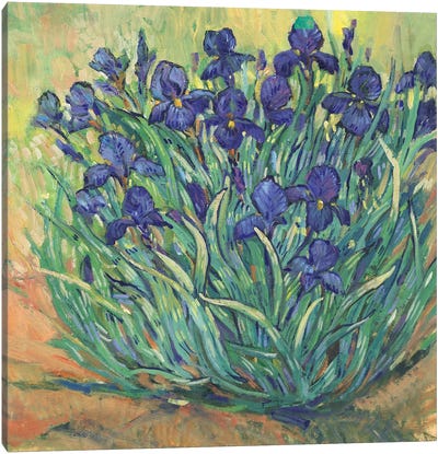 Irises in Bloom I Canvas Art Print - Iris Art