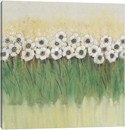 Rows of Flowers II Canvas Art Print - Tim O'Toole