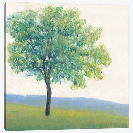 Solitary Tree I Canvas Print #TOT835} by Tim OToole Canvas Print