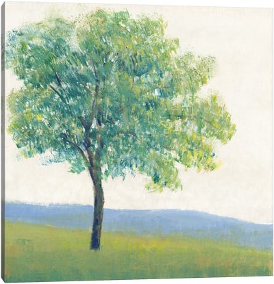 Solitary Tree I Canvas Art Print - Tim O'Toole