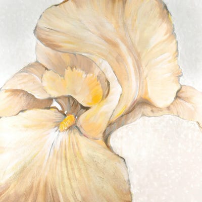 Iris Cream II by Tim O'Toole framed wall art