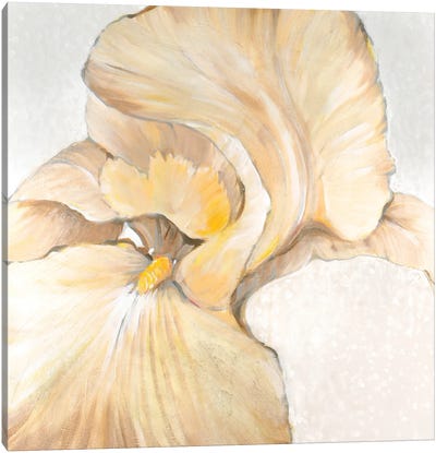 Iris Cream II Canvas Art Print - Iris Art