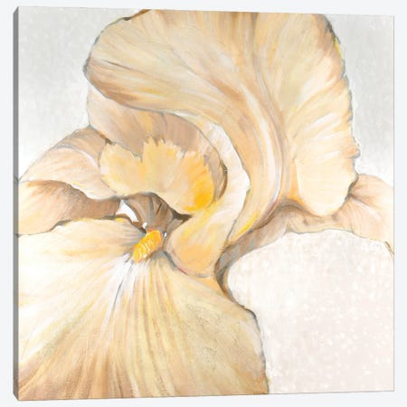 Iris Cream II Canvas Print #TOT841} by Tim OToole Art Print