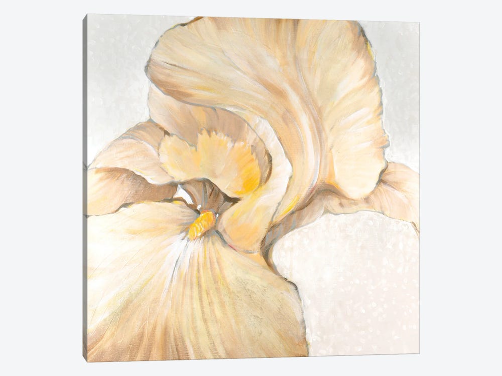 Iris Cream II by Tim OToole 1-piece Canvas Art Print