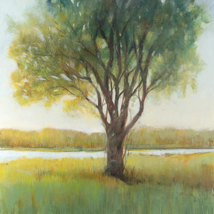 Shade Tree II by Tim OToole wall art