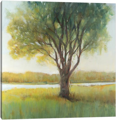 Shade Tree II Canvas Art Print - Tim O'Toole