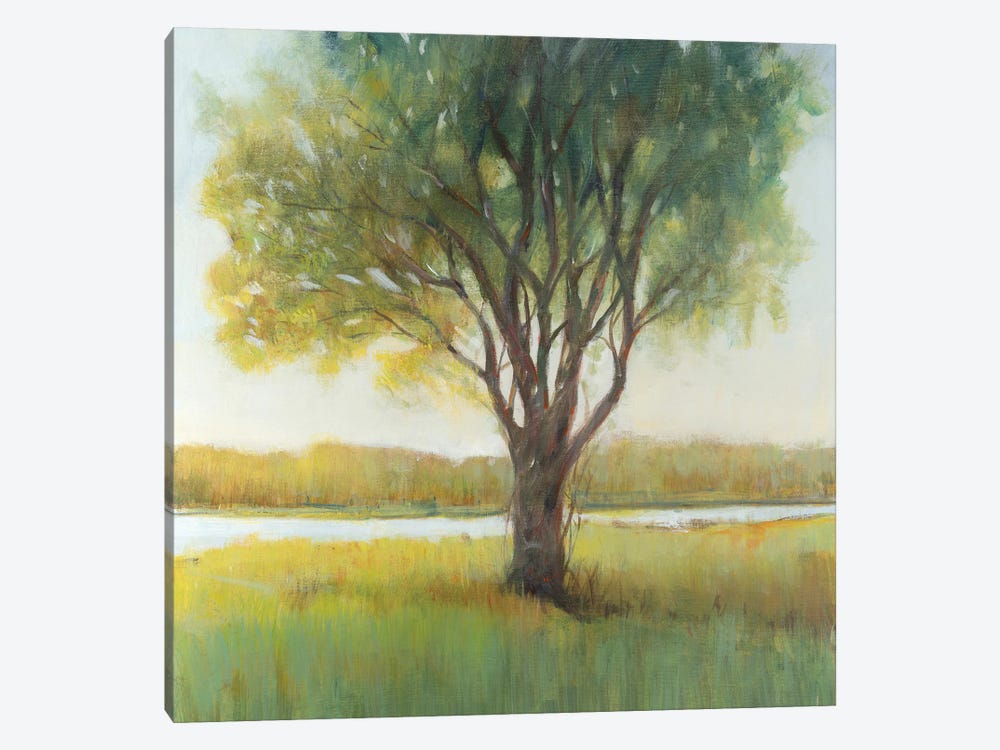Shade Tree II by Tim OToole 1-piece Canvas Print