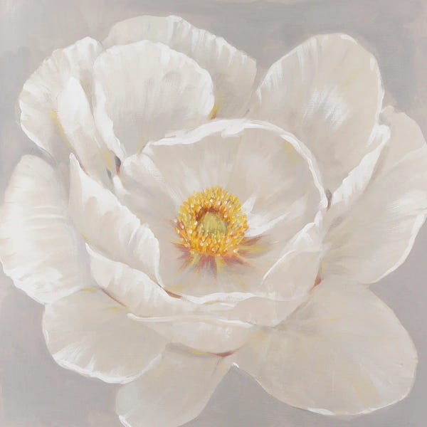 Peonies: White Peony II by Tim O'Toole