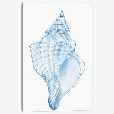 Blue Shell I Canvas Print #TOT851} by Tim OToole Canvas Art