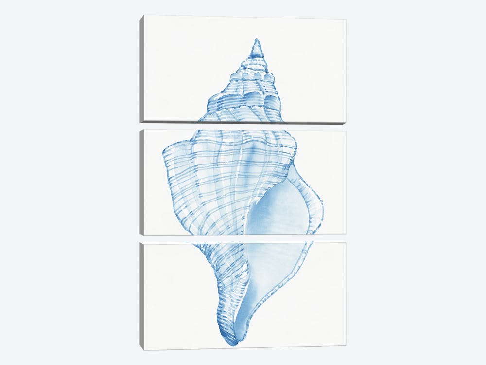 Blue Shell I by Tim OToole 3-piece Canvas Artwork