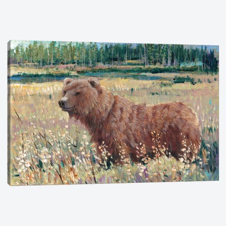 Bear In The Field Canvas Print #TOT85} by Tim OToole Canvas Artwork