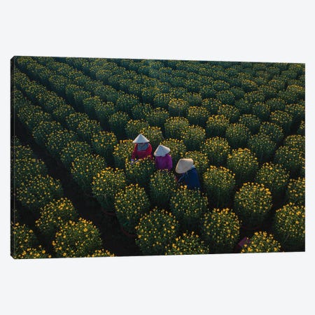 Daisy Farm IV Canvas Print #TPH10} by Trung Pham Canvas Print