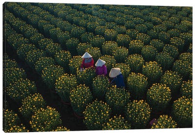 Daisy Farm IV Canvas Art Print - Vietnam Art