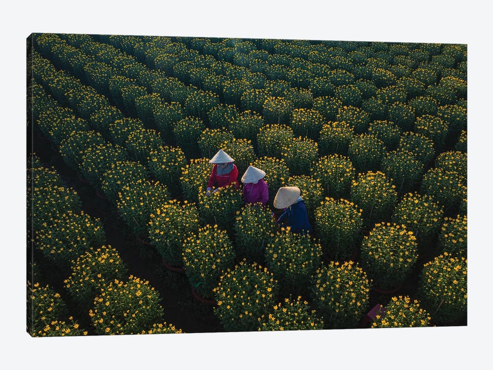 Daisy Farm IV by Trung Pham 1-piece Canvas Art