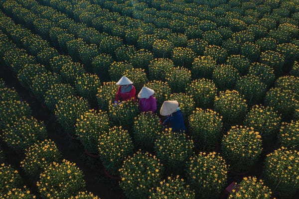 Trung Pham: Daisy Farm IV by Trung Pham